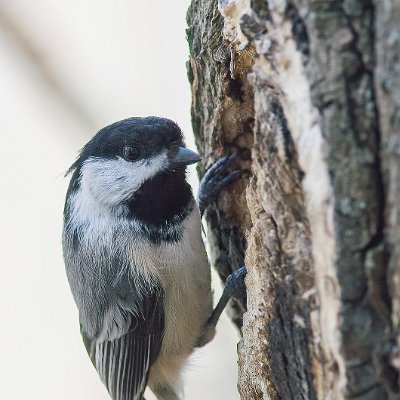 forest-1 Black-capped Chickadee