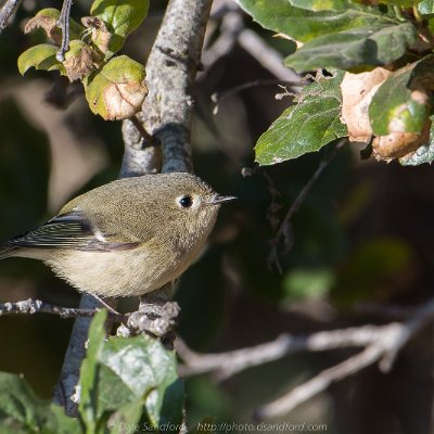 forest-10 Ruby-crowned Kinglet
