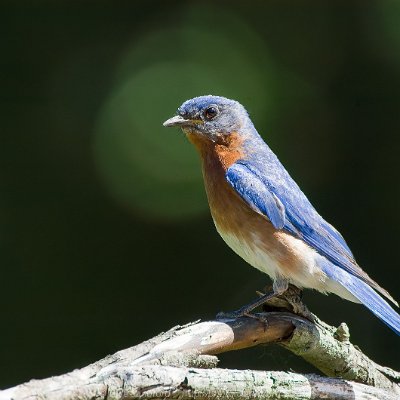 forest-18 Eastern Bluebird