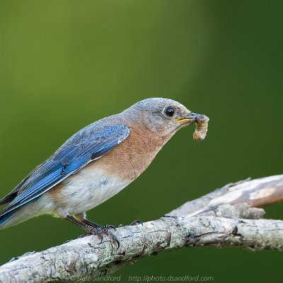 forest-19 Eastern Bluebird