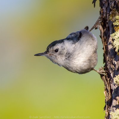 forest-4 White-breasted Nuthatch