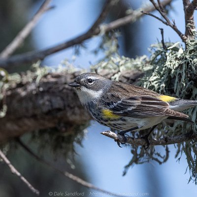 forest-9 Yellow-rumped warbler