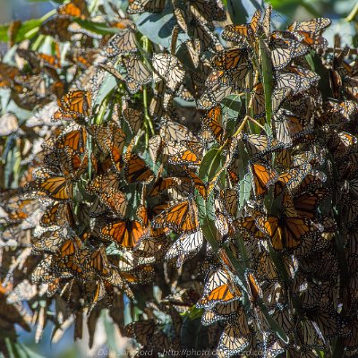 butterflies-10 Monarchs