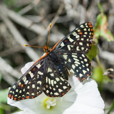 butterflies-19