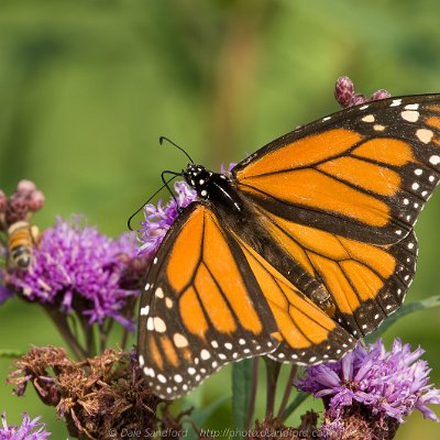 butterflies-7 Monarch