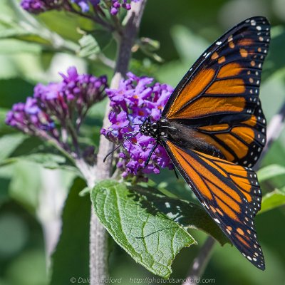 butterflies-8 Monarch