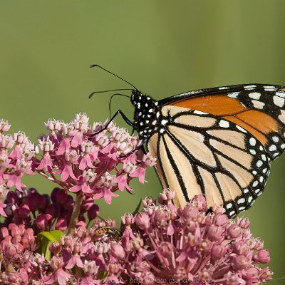 butterflies-9 Monarch