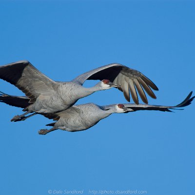 cranes-5