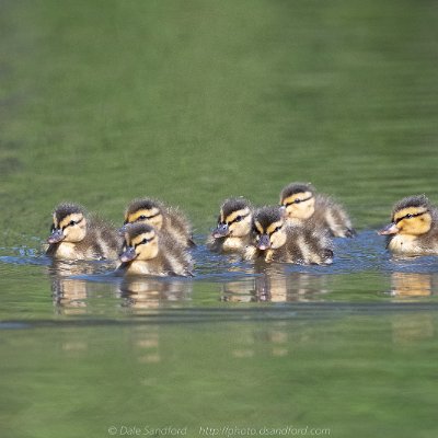 dabbling-15 Mallard Ducklings