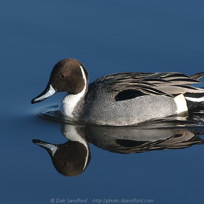 dabbling-18 Northern Pintail (male)