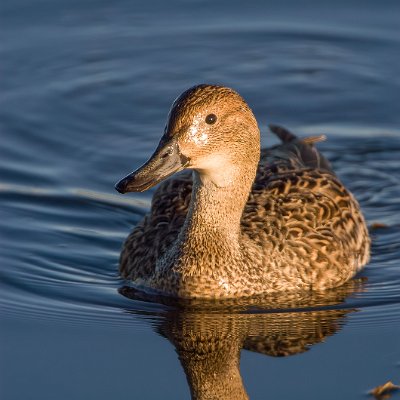 dabbling-19 Northern Pintail (female)