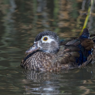 dabbling-3 Wood Duck (female)