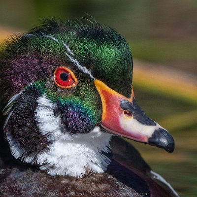 dabbling-7 Wood Duck (male)