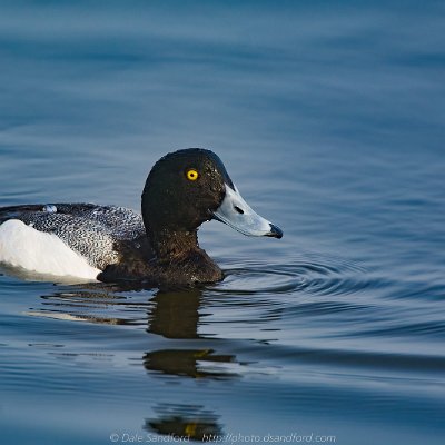diving-11 Scaup