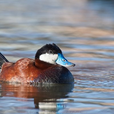 diving-2 Ruddy Duck (male)