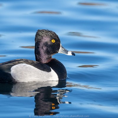 diving-4 Ring-necked Duck
