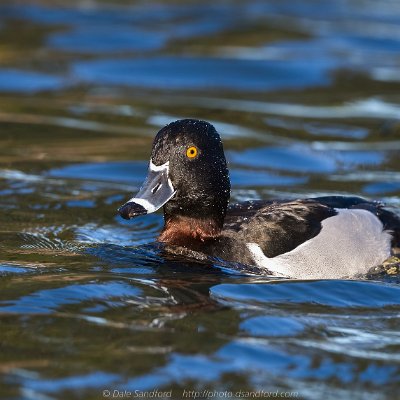 diving-6 Ring-necked Duck (male)