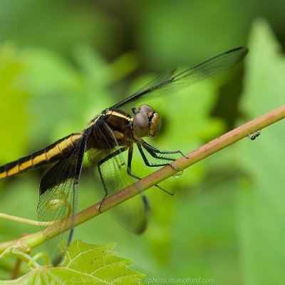 dragonflies-1