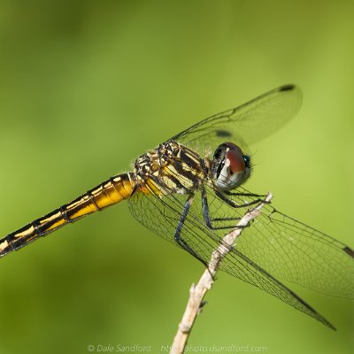 dragonflies-10