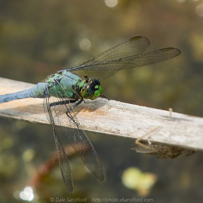 dragonflies-11