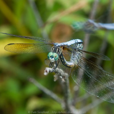 dragonflies-12