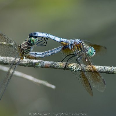 dragonflies-13