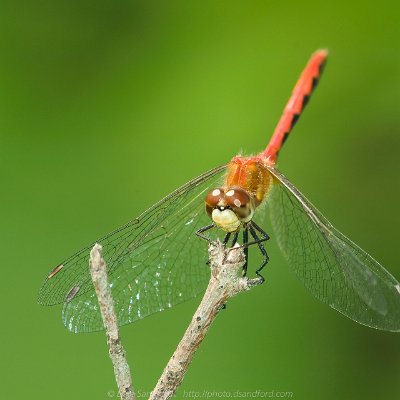 dragonflies-14