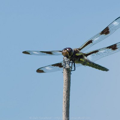 dragonflies-15
