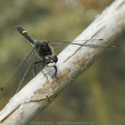 dragonflies-16