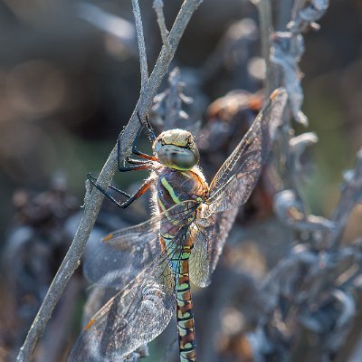 dragonflies-19