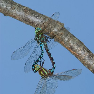 dragonflies-2