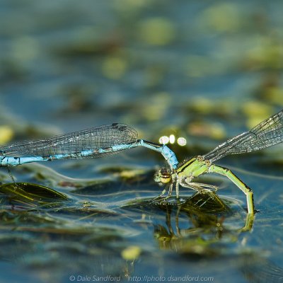 dragonflies-20