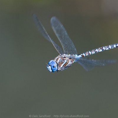 dragonflies-3