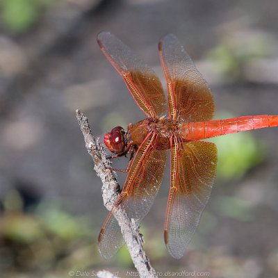 dragonflies-4