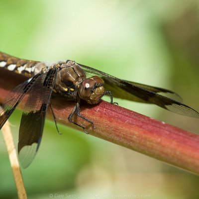 dragonflies-5