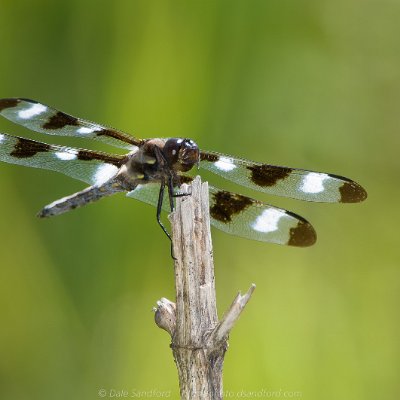 dragonflies-6