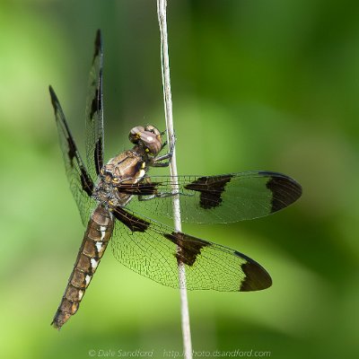 dragonflies-7