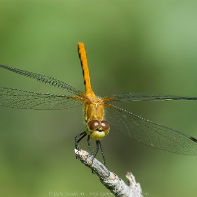 dragonflies-9