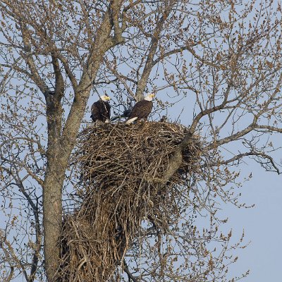 eagles-10 Bald Eagles on Nest