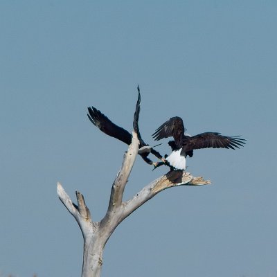 eagles-11 Thieving Bald Eagle #1