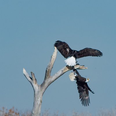 eagles-12 Thieving Bald Eagle #2