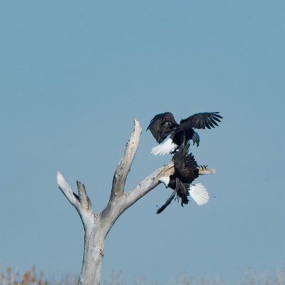 eagles-13 Thieving Bald Eagle #3