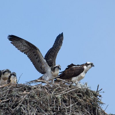 eagles-2 Ospreys on Nest