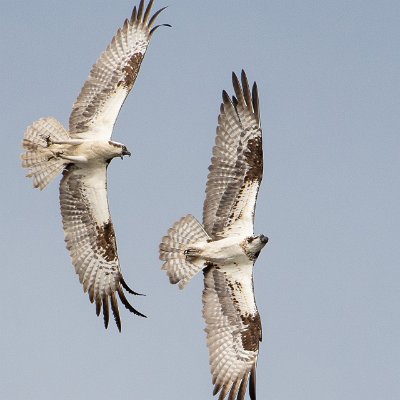 eagles-4 Dueling Ospreys