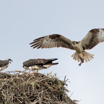 eagles-6 Osprey Feeding Time
