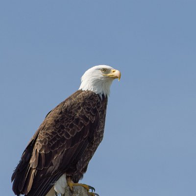 eagles-8 Bald Eagle