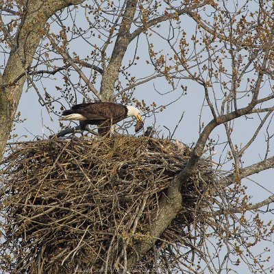 eagles-9 Bald Eagle on Nest