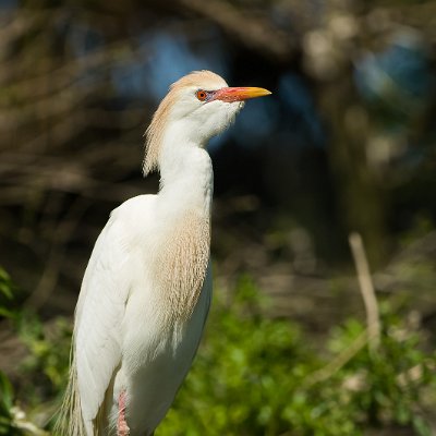 egrets-1 Cattle Egret
