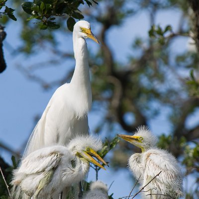 egrets-12 Great Egrets