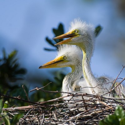 egrets-15 Great Egrets